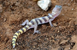 Coleonyx variegatus - Western Banded Gecko