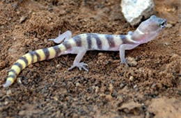 Coleonyx variegatus - Western Banded Gecko