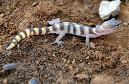 Coleonyx variegatus - Western Banded Gecko