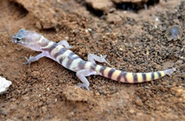 Coleonyx variegatus - Western Banded Gecko