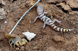 Coleonyx variegatus - Western Banded Gecko