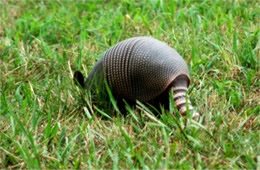 Dasypus novemcinctus - Nine-banded Armadillo