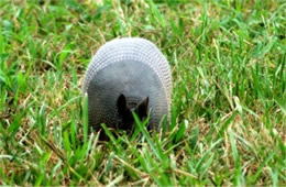 Dasypus novemcinctus - Nine-banded Armadillo