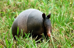 Dasypus novemcinctus - Nine-banded Armadillo