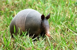 Dasypus novemcinctus - Nine-banded Armadillo