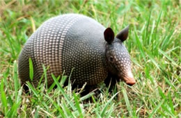 Dasypus novemcinctus - Nine-banded Armadillo