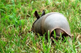 Dasypus novemcinctus - Nine-banded Armadillo