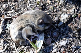 Baby Northern Flying Squirrel - Glaucomys sabrinus