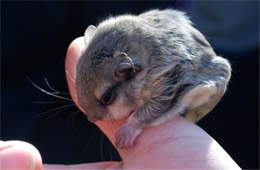 Baby Northern Flying Squirrel - Glaucomys sabrinus