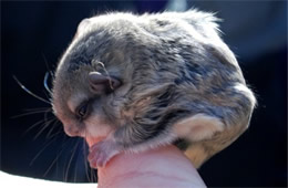 Baby Northern Flying Squirrel - Glaucomys sabrinus