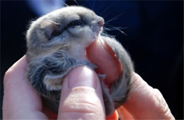 Baby Northern Flying Squirrel - Glaucomys sabrinus