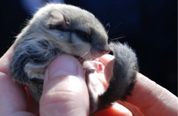 Baby Northern Flying Squirrel - Glaucomys sabrinus