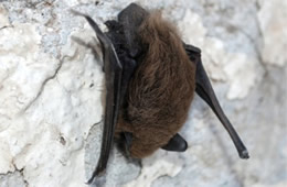 Big Brown Bat - Eptesicus fuscus