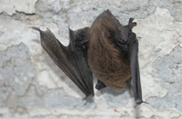 Big Brown Bat - Eptesicus fuscus