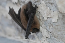 Big Brown Bat - Eptesicus fuscus