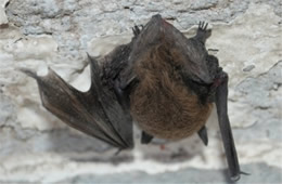 Big Brown Bat - Eptesicus fuscus