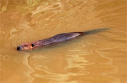 Castor canadensis - American Beaver Swimming