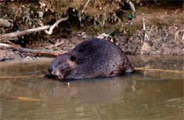 Castor canadensis - American Beaver Eating