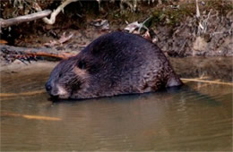 Castor canadensis - American Beaver Eating