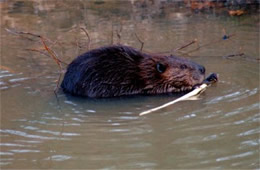 Castor canadensis - American Beaver Eating