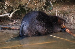 Castor canadensis - American Beaver Eating