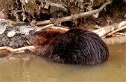 Castor canadensis - American Beaver Eating