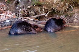 Castor canadensis - American Beavers Eating and Grooming