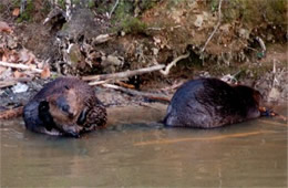 Castor canadensis - American Beavers Eating and Grooming