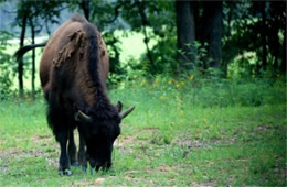 Bison bison - American Bison