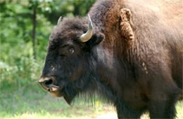Bison bison - American Bison