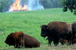 Bison bison - American Bison