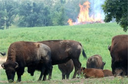 Bison bison - American Bison