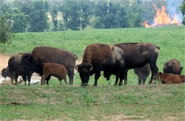 Bison bison - American Bison