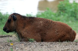 Bison bison - American Bison