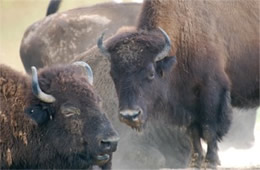 Bison bison - American Bison