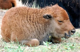 Bison bison - American Bison