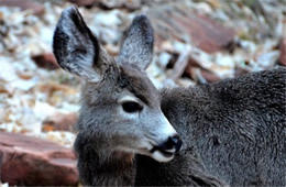 Young Mule Deer - Odocoileus hemionus