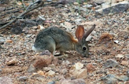 Desert Hare