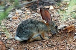 Desert Hare