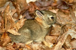 Sylvilagus floridanus - Eastern Cottontail Juvenile