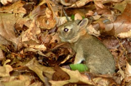 Sylvilagus floridanus - Eastern Cottontail Juvenile