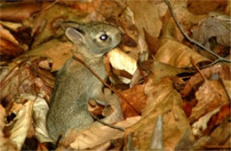 Sylvilagus floridanus - Eastern Cottontail Juvenile