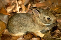 Sylvilagus floridanus - Eastern Cottontail Juvenile