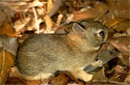 Sylvilagus floridanus - Eastern Cottontail Juvenile