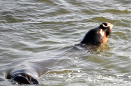 Northern Elephant Seal - Mirounga angustirostris