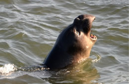 Northern Elephant Seal - Mirounga angustirostris