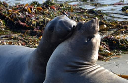 Northern Elephant Seal - Mirounga angustirostris