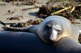 Northern Elephant Seal - Mirounga angustirostris