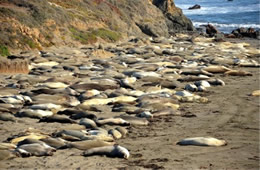 Northern Elephant Seal - Mirounga angustirostris