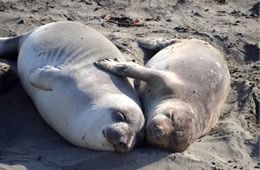 Northern Elephant Seal - Mirounga angustirostris